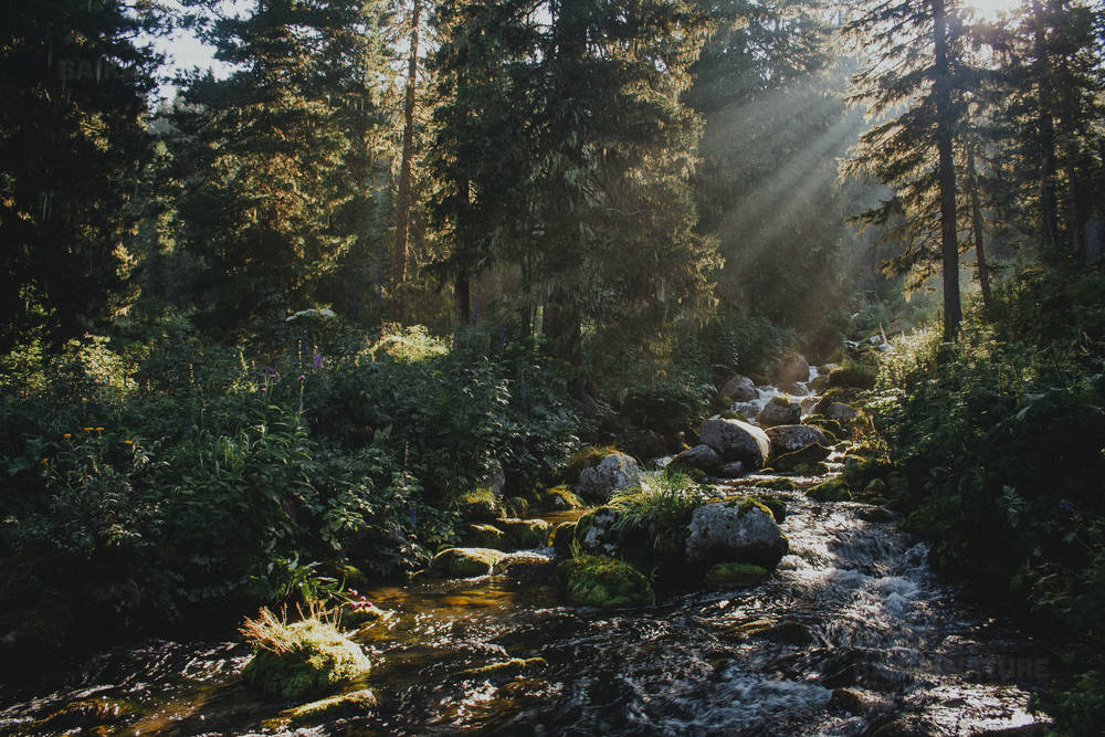 Солнечные лучи льются сквозь деревья в туманном лесу с ручьем. Природный Парк Ергаки, Сибирь