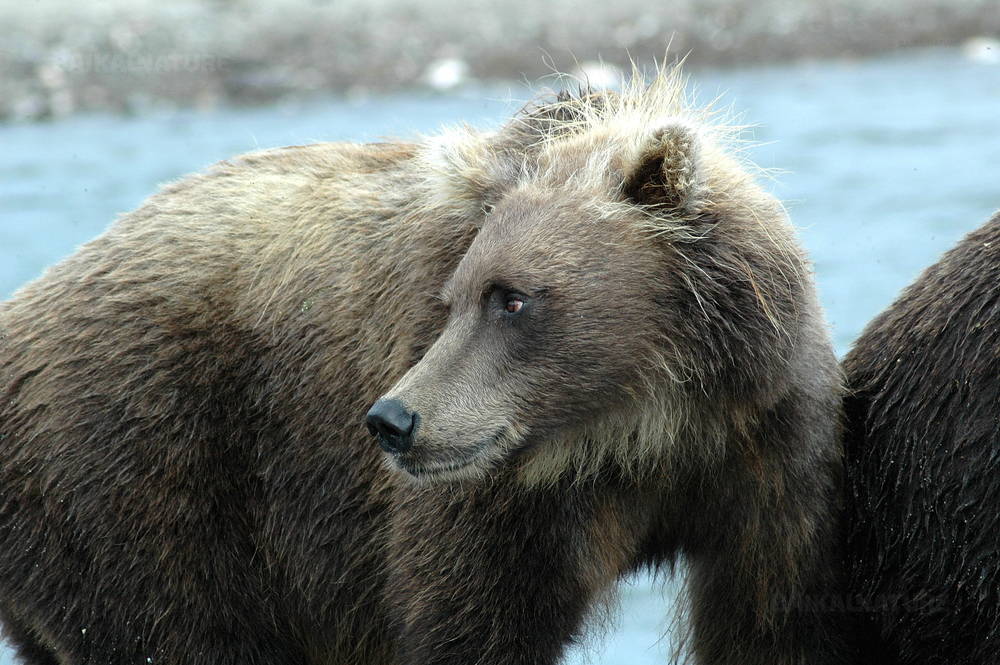 Brown bear, Shantar islands