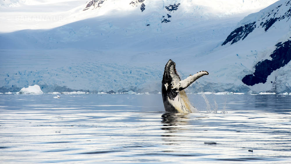 Горбатый кит выпрыгивающий из воды.