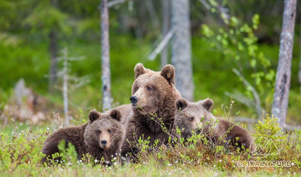 Медведица и медвежата бурого медведя  в летнем лесу.