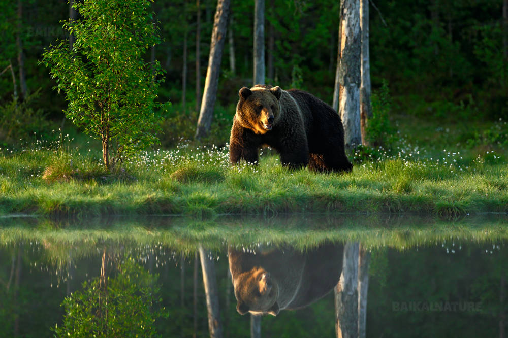 Большой бурый медведь на прогулке вокруг озера в лучах утреннего солнца.  Отражение  медведя в воде.
